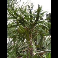 Euphorbe - Euphorbia Ramipressa (fam Euphorbiacees) (Madagascar) (02)